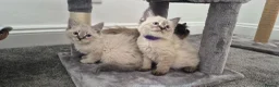 Siberian cats for sale: Beautiful Neva Masquerade kittens - Advert 7