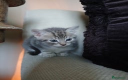 Bengal cats for sale: BLUE Bengal Cross Kittens - Advert 3