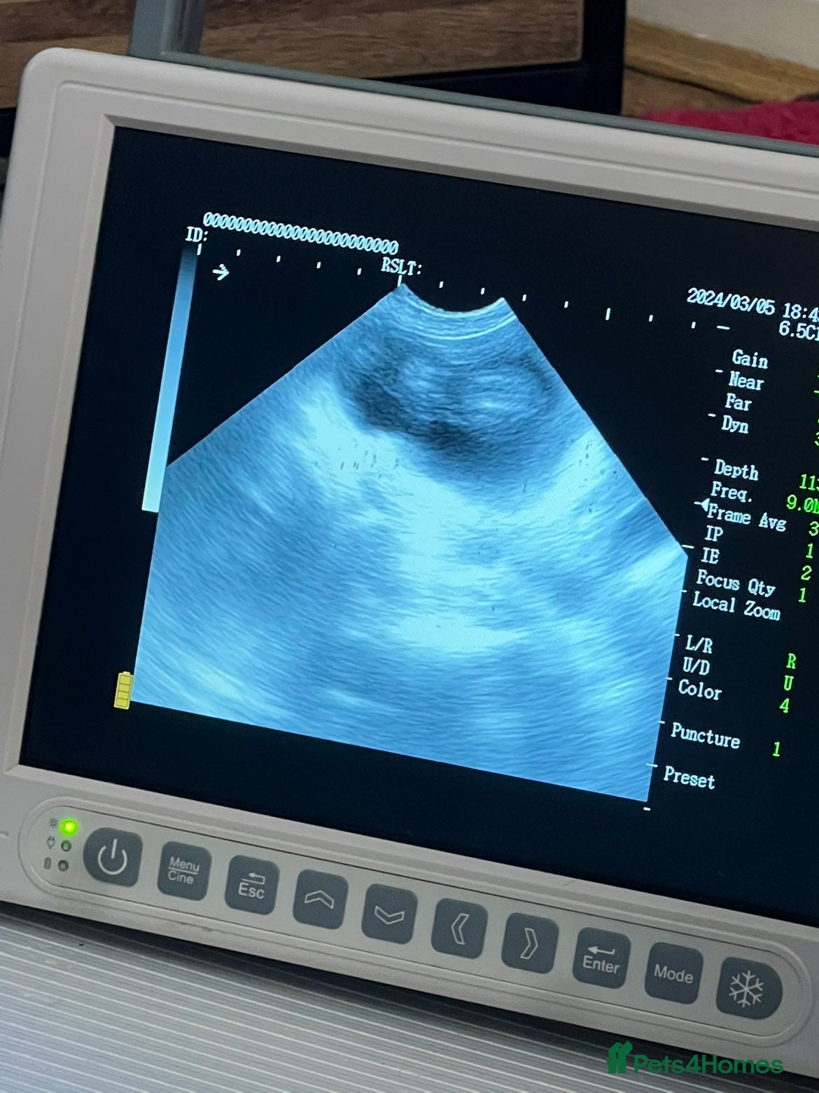 Rottweiler dogs Rottweiler pups due soon - health tested parents - Advert 1