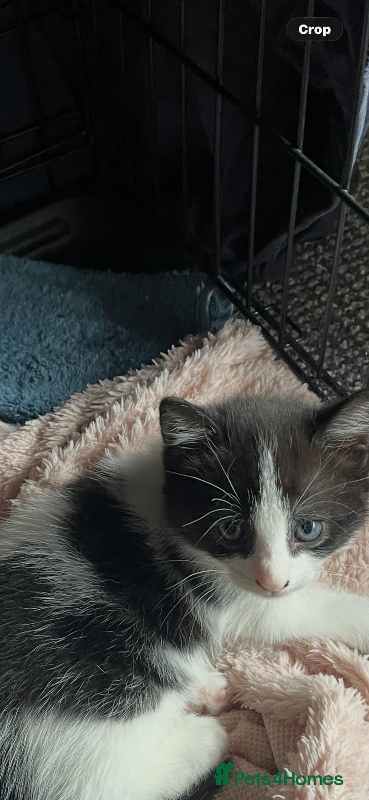 Domestic Shorthair cats for sale: 3 adorable kittens looking for a new home in Peterborough - Advert 3
