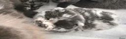 Chow Chow dogs for sale: Blue Merle Chow Boy DWKC - Advert 3