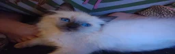 Ragdoll cats for sale: Lucky boy - Advert 9