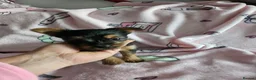 Yorkshire Terrier dogs for sale: Yorkshire terrier mini - Advert 18