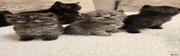 British Shorthair cats for sale: ✨️RARE✨️Black smoke BSH and 1 blue longhair - Advert 11