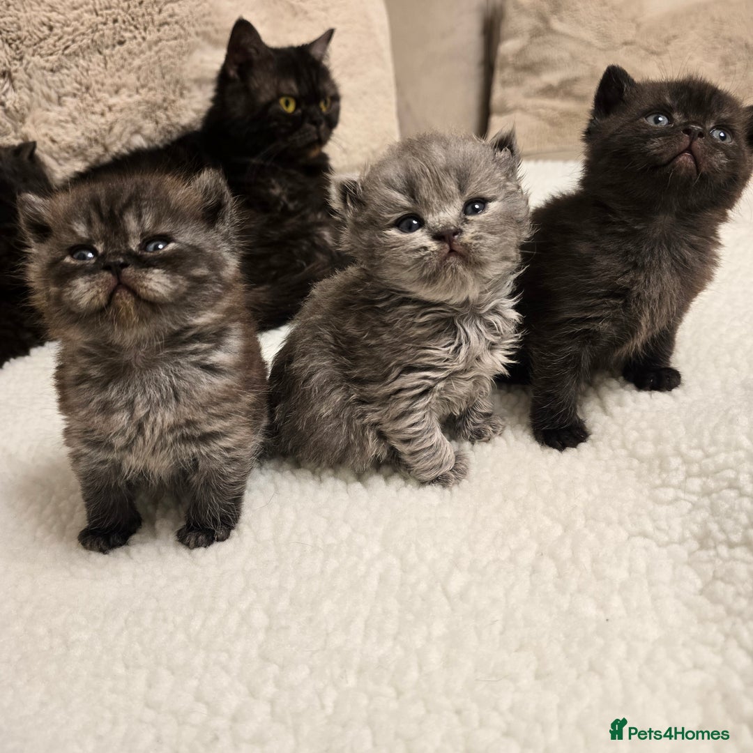 British Shorthair cats for sale: ✨️RARE✨️Black smoke BSH and 1 blue longhair - Advert 11