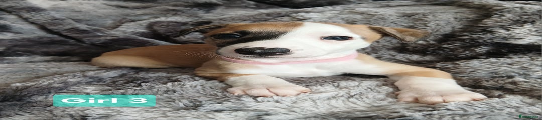 Whippet Puppy 4