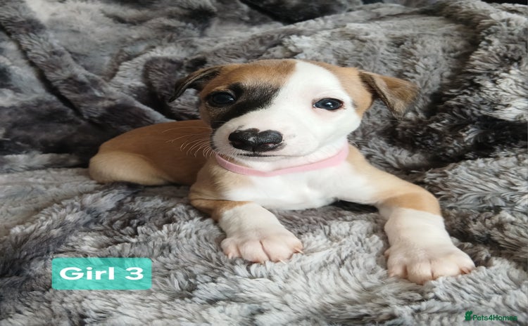Whippet dogs - Advert 3