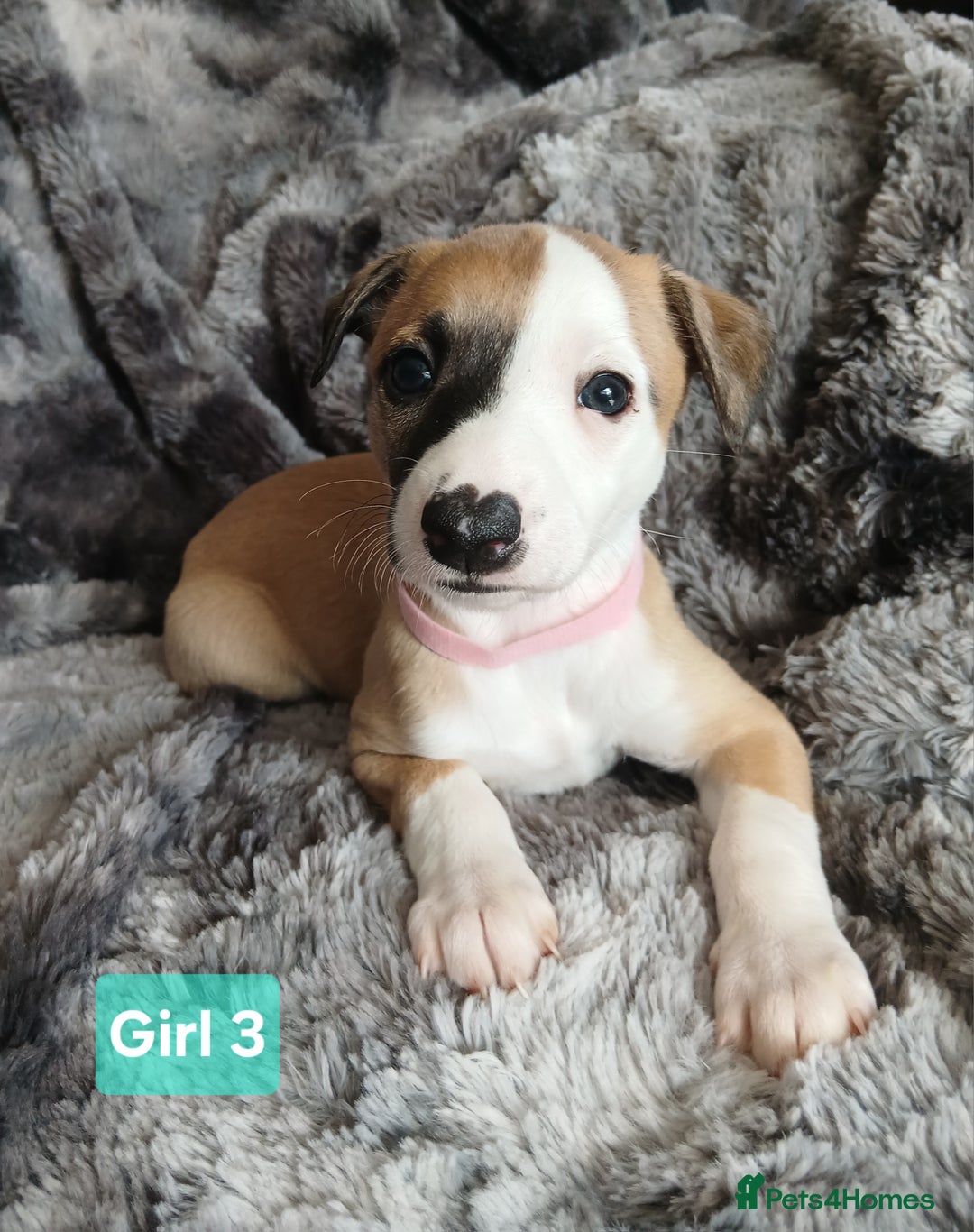 Whippet dogs for sale: Stunningly Beautiful Whippet Puppies. - Image 1