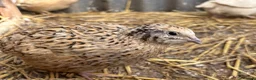 Quail poultry for sale: Coturnix Quail | Hatching Eggs, Day Olds & Older - Advert 5