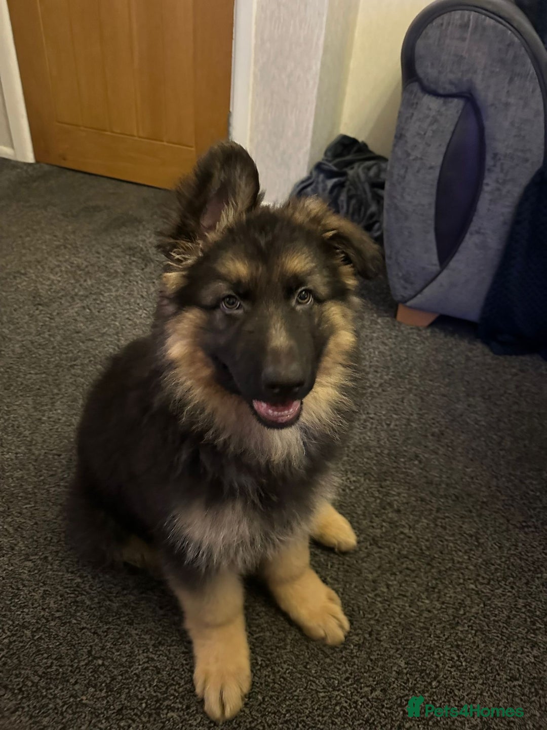 German Shepherd dogs for stud: German shepherd for stud  in Bexhill-on-Sea - Image 16