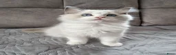 Ragdoll cats for sale: TICA registered ragdoll kittens  - Advert 18