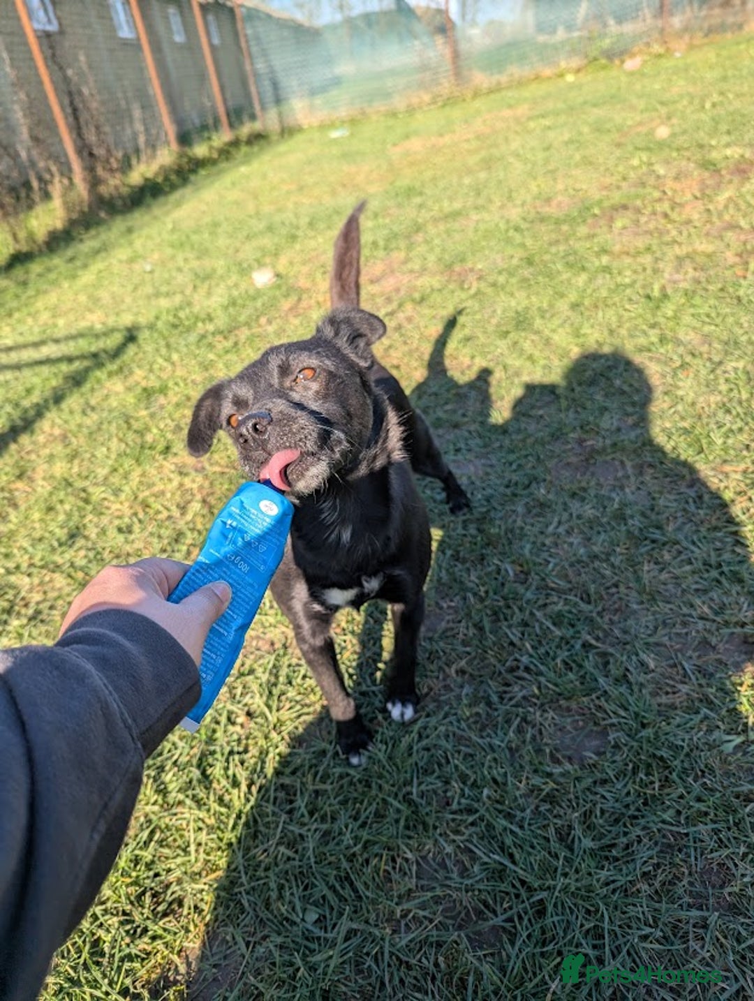 Mixed Breed dogs for adoption: Spirit for adoption - Image 9