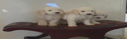 Cockapoo dogs for sale: DNA TESTED f1B cockapoo puppy’s LAST BOY  - Advert 2