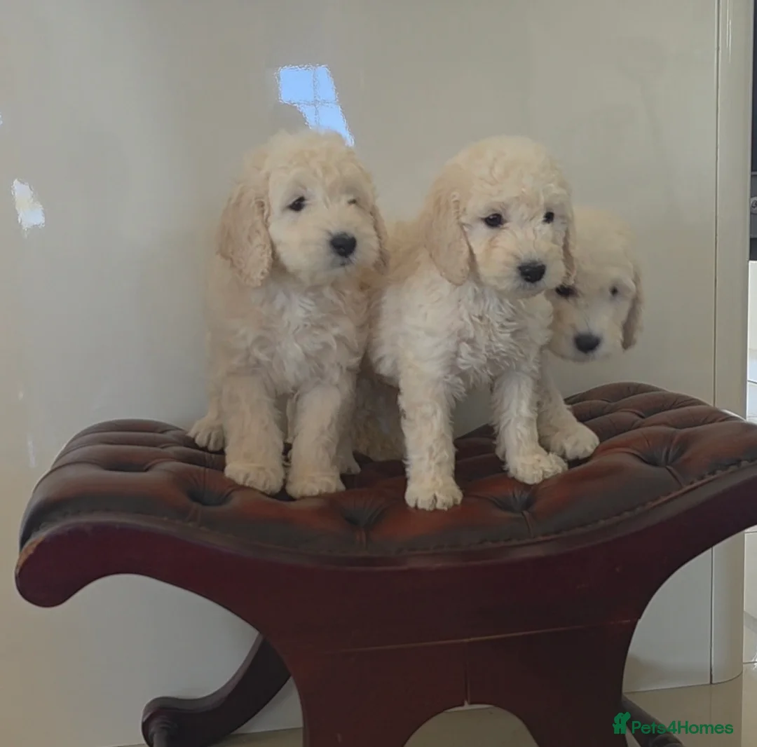 Cockapoo dogs for sale: DNA TESTED f1B cockapoo puppy’s LAST BOY  - Advert 2