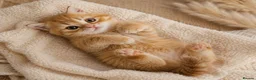 Scottish Fold cats for sale: Adorable Scottish Fold Straight Ear Tabby Kittens  - Advert 8