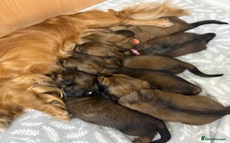 Miniature Dachshund dogs for sale: Amazing Champ Bloodlines Mini Dachshunds ✨ - Image 2