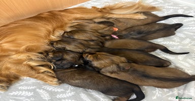Miniature Dachshund dogs - Advert 2