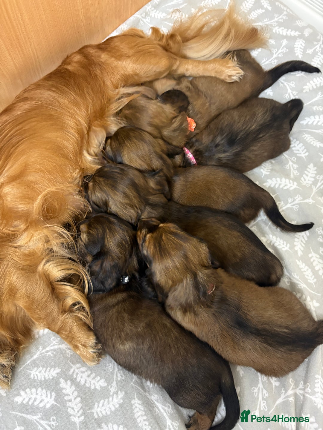 Miniature Dachshund dogs for sale: Amazing Champ Bloodlines Mini Dachshunds ✨ - Image 2