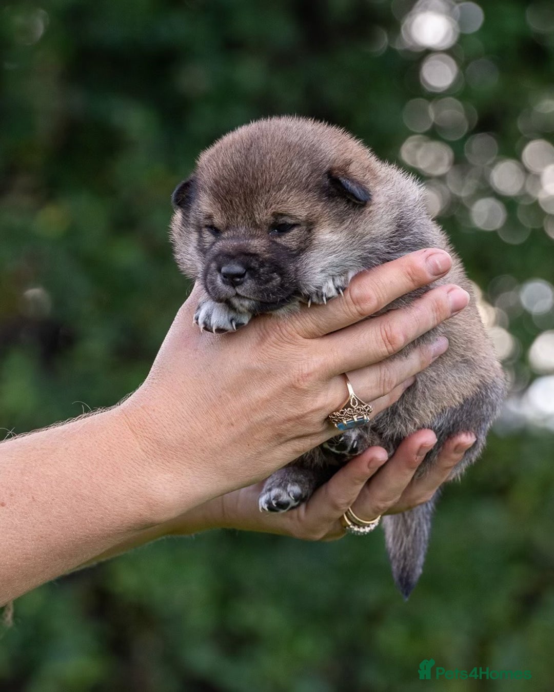 Japanese Shiba Inu dogs for sale: “LAST SESAME BOY  • Champion Broadlands Lineage” - Image 11