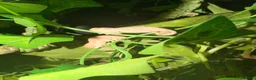Chameleon reptiles for sale: Baby panther chameleons - Advert 3