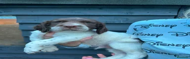 English Springer Spaniel 1