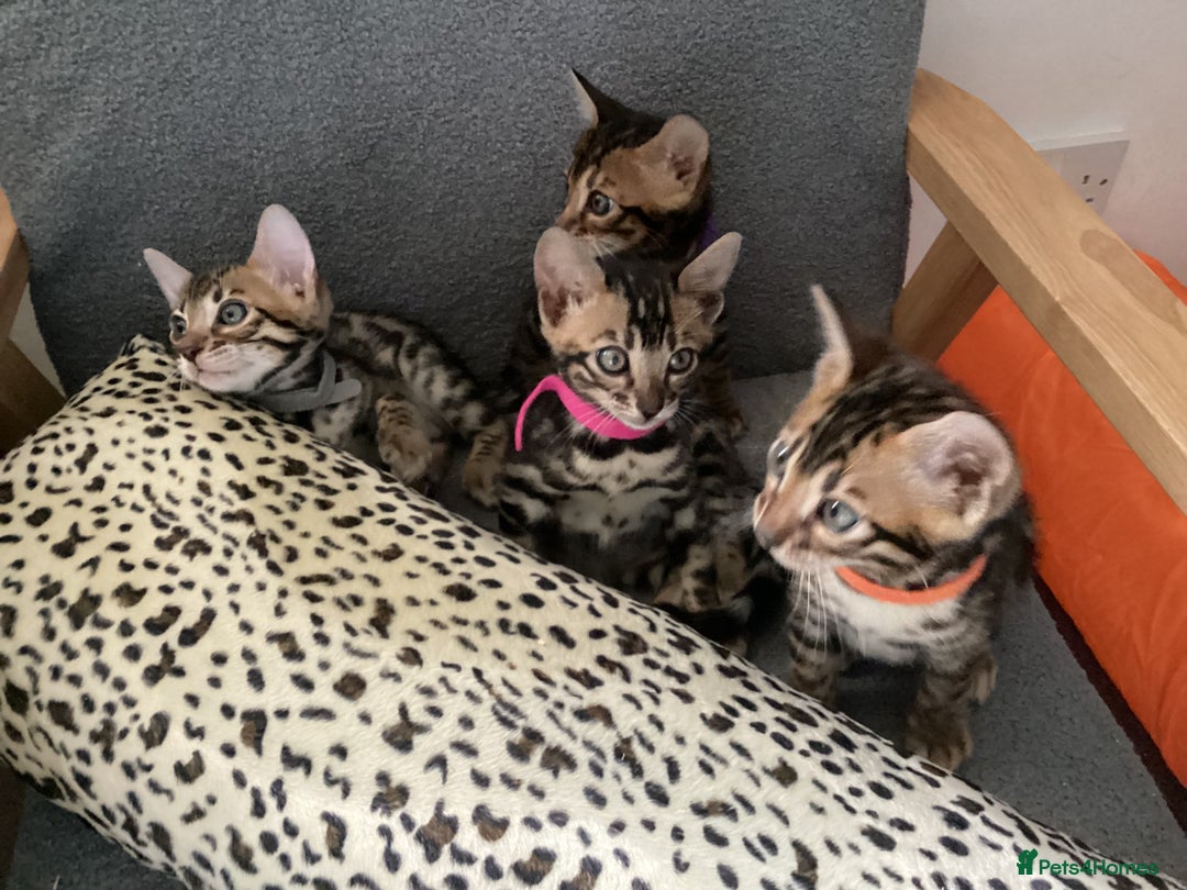 Bengal cats for sale: STUNNING TICA REG Bengal kittens READY NOW  in Blandford Forum - Image 11