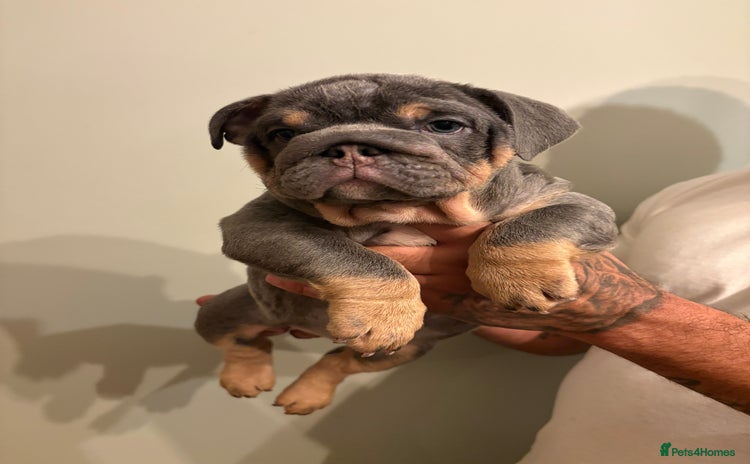 English Bulldog dogs Blue & Tan KC Registered English Bulldog Female - Advert 2