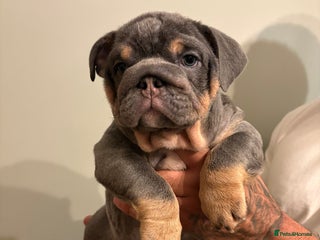 English Bulldog dogs Blue & Tan KC Registered English Bulldog Female - Advert 1