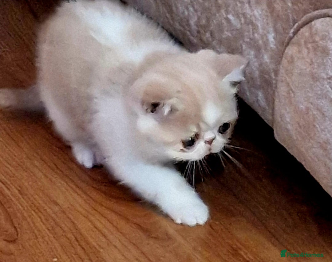 Exotic cats for sale: OUTSTANDING  QUALITY EXOTIC  KITTENS - Advert 25