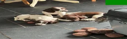 English Springer Spaniel dogs for sale: Last 3 5th Generation Liver and White ESS Puppies - Advert 12