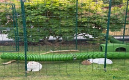 Mini Lop rabbits for sale: Daisy & Daffodil - Image 2