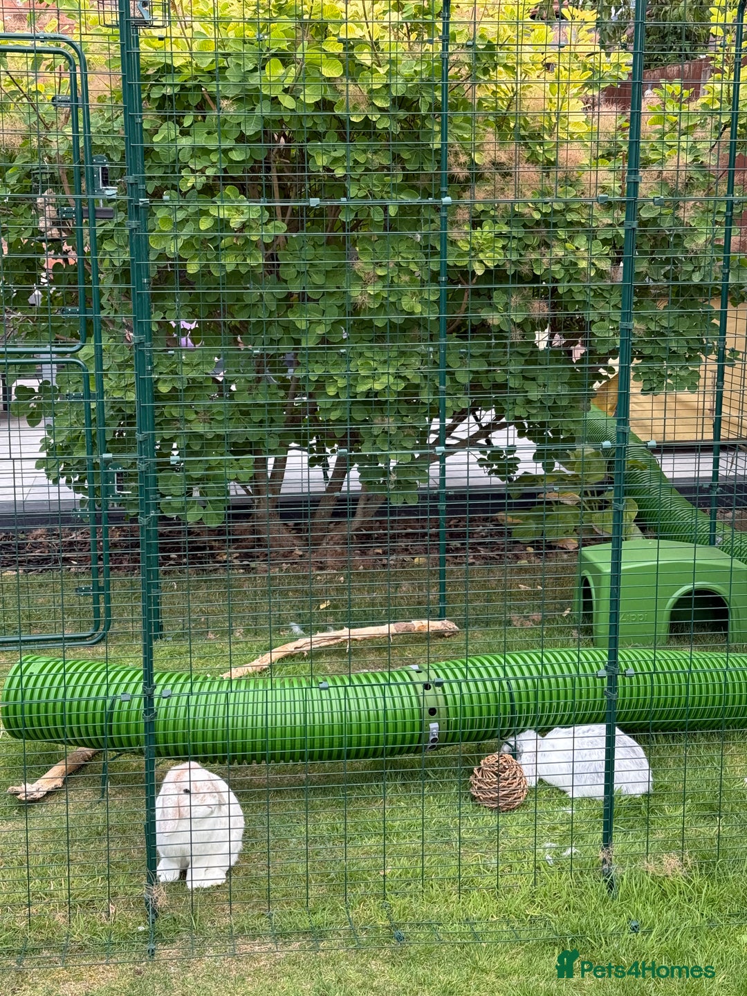 Mini Lop rabbits for sale: Daisy & Daffodil - Image 2