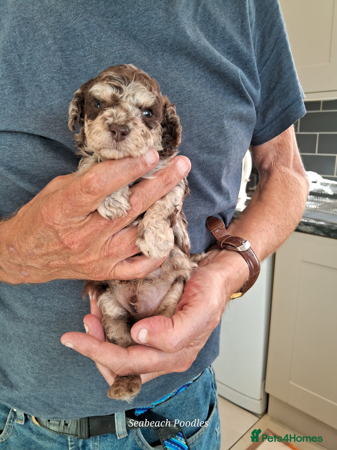 Toy Poodle dogs for sale: Toy Poodle Puppies in Norfolk - Image 4