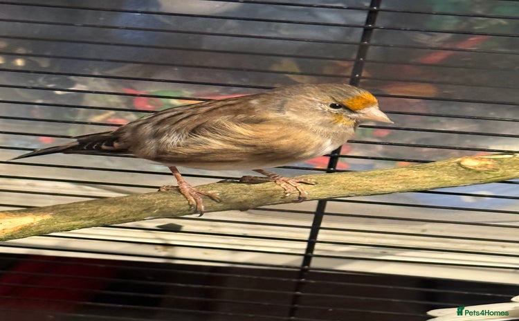Finches birds - Advert 1