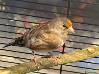 Finches birds - Advert 2