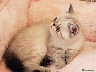 Exotic cats Fabulous Colour Point Babies - Advert 3