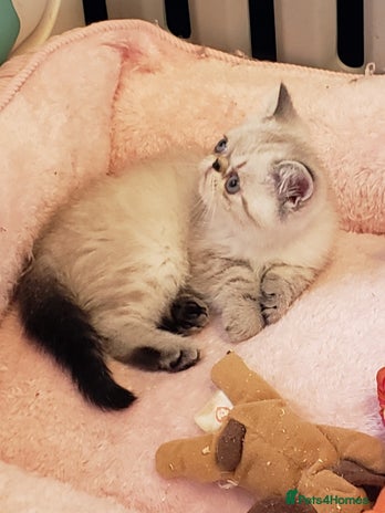 Exotic cats Fabulous Colour Point Babies - Advert 1