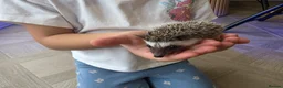 Pygmy Hedgehog rodents for sale: Male african pigmy hedgehog  - Advert 8