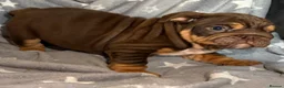 English Bulldog dogs for sale: DOLCEE AND KOBE SHORT COMPACT! 💥 - Advert 13