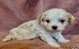 Cavapoo dogs for sale: F1b cavapoo puppies  - Advert 5