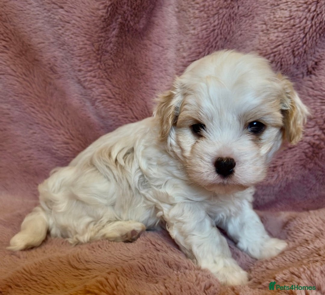 Cavapoo dogs for sale: F1b cavapoo puppies  - Advert 5