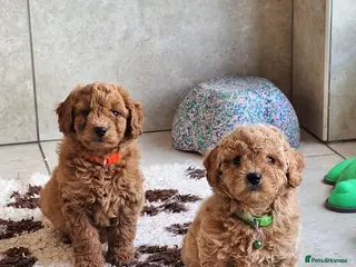 Cavapoochon dogs Cavapoochon puppies 🥰 - Advert 18