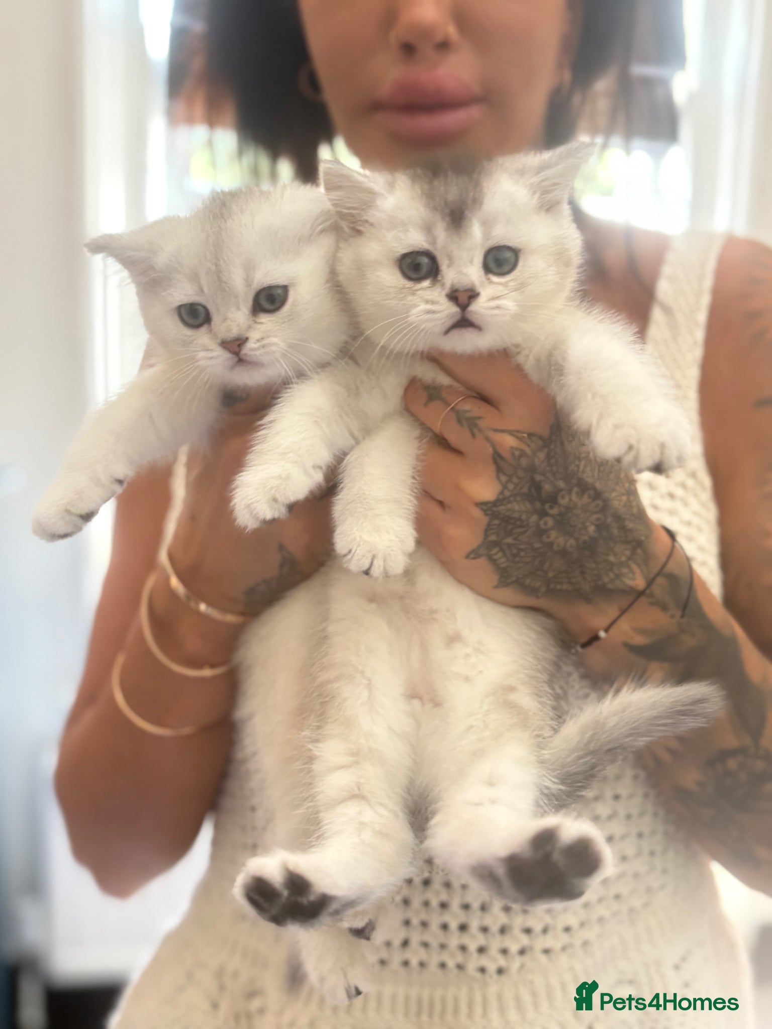 Scottish Fold cats ❤️SCOTTISH FOLD/STRAIGHTS SILVER CHINCHILLA ❤️ - Advert 2