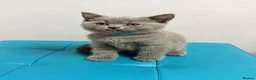 British Shorthair cats for sale: Ready now 💙❤️Fluffy’s BSH💙❤️ - Advert 6