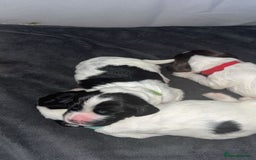 Sprocker dogs for sale:  sprocker spaniel pups for sale!  - Advert 17