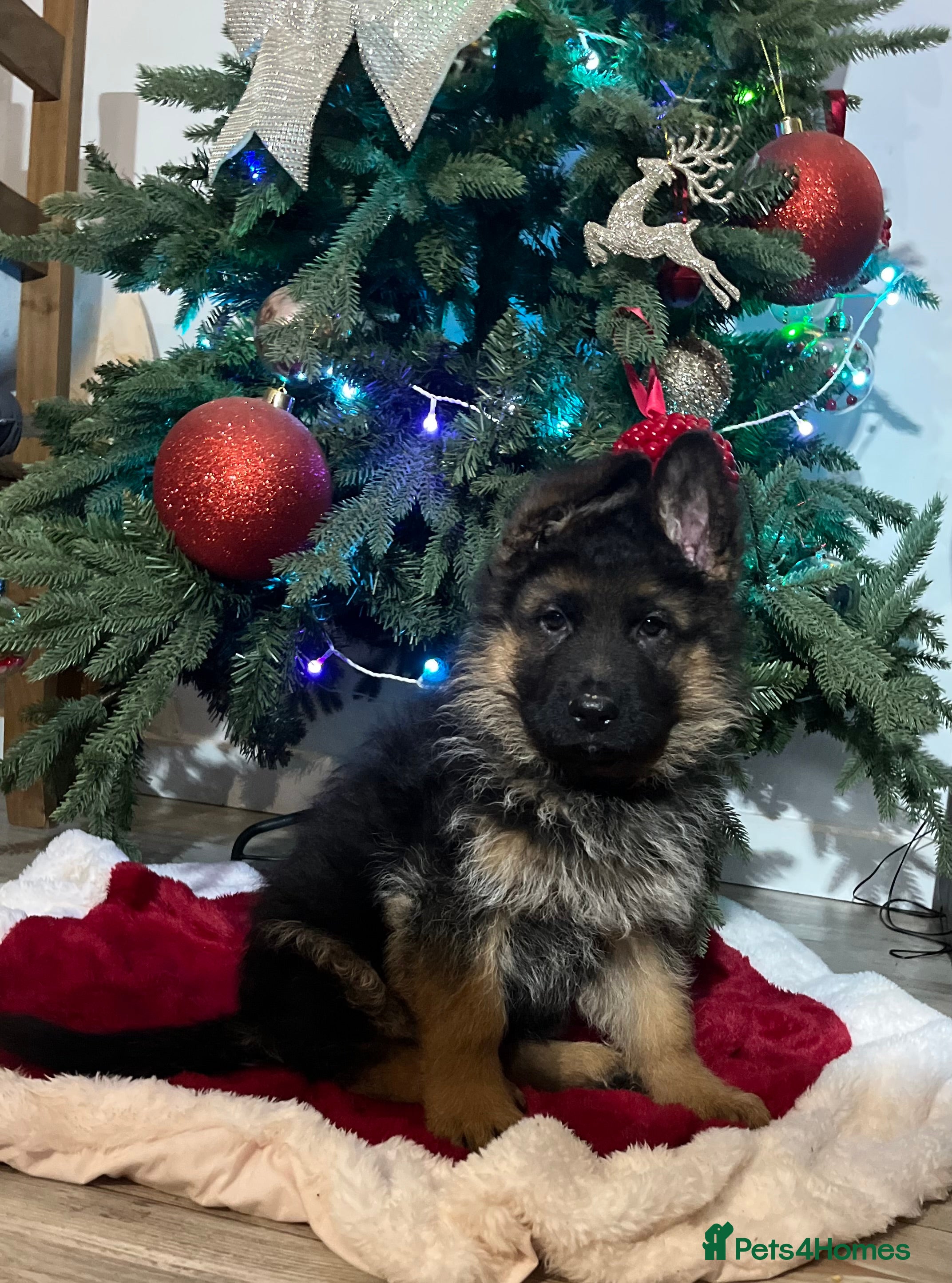 German Shepherd dogs Outstanding long haired Gsd pups  for sale  - Advert 15