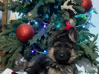 German Shepherd dogs Outstanding long haired Gsd pups for sale - Advert 15