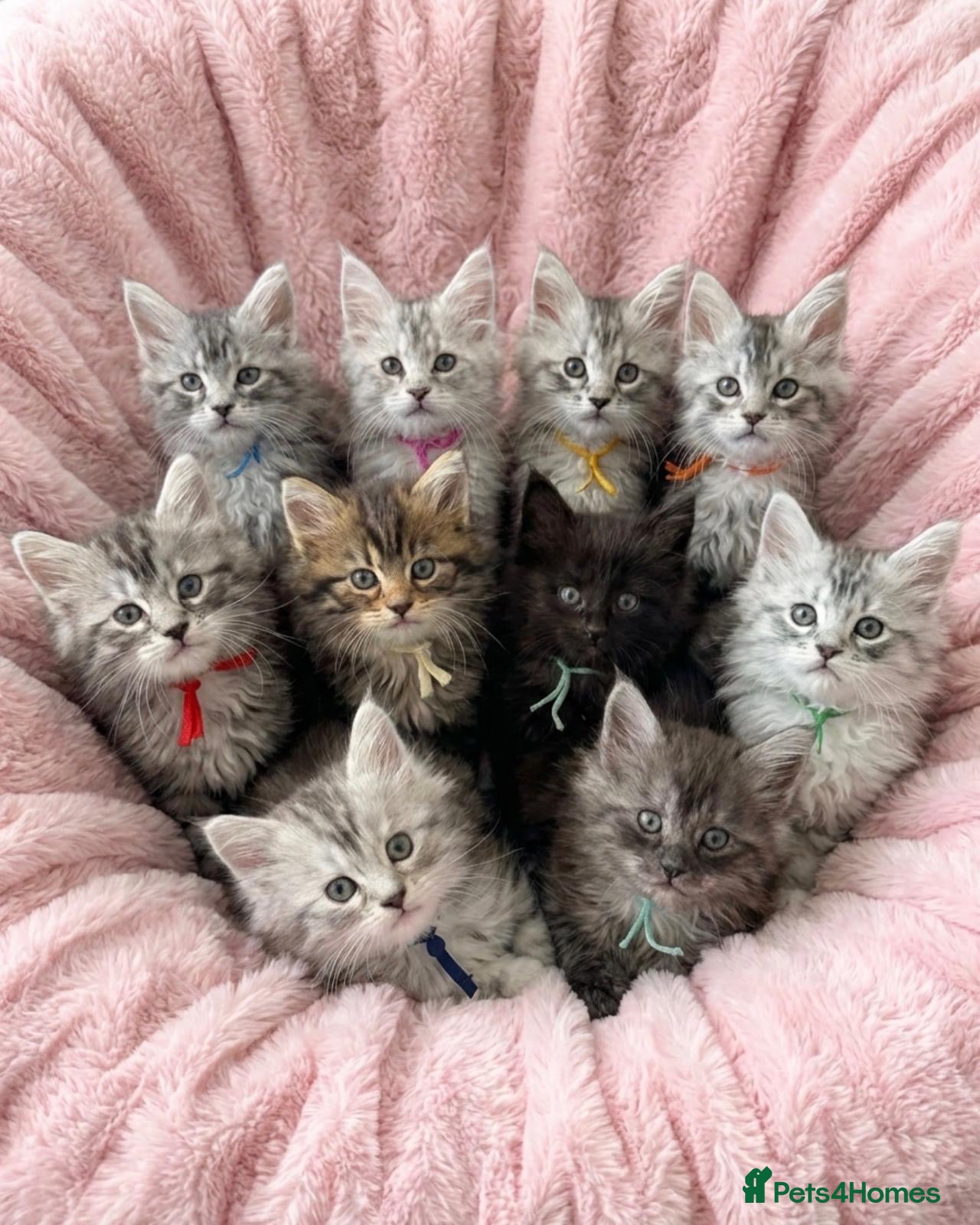 Maine Coon cats Outstanding Maine coon kittens  - Advert 16