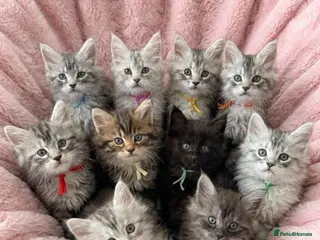 Maine Coon cats Outstanding Maine coon kittens - Advert 14