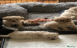 Poochon dogs for sale: Poochon pups for sale  - Image 3